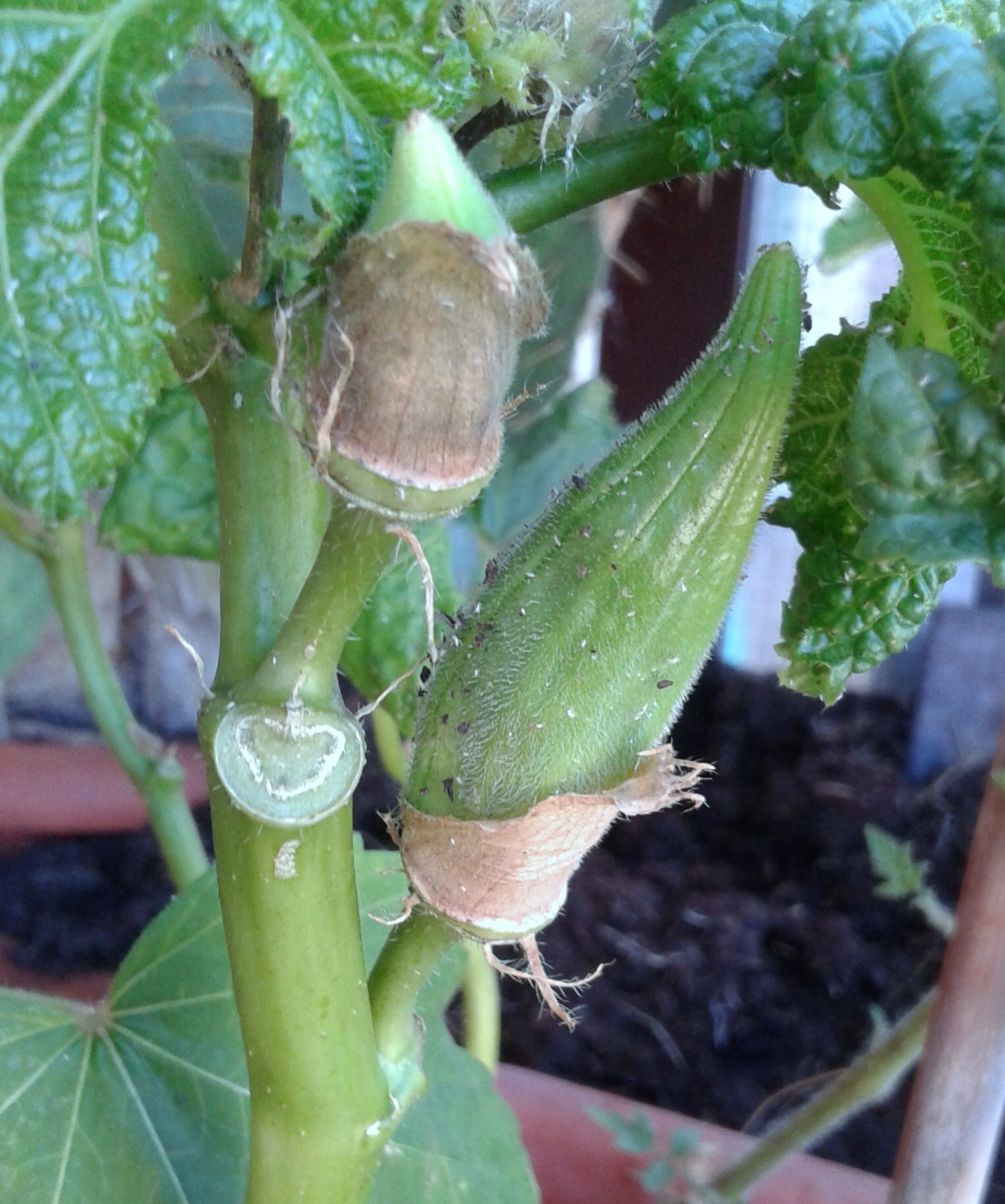 il primo okra del Tigullio....